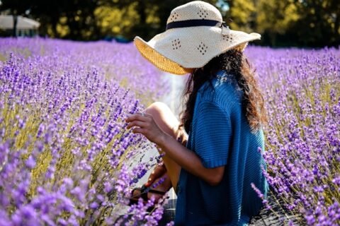 Exploring the Lavender Fields of Provence